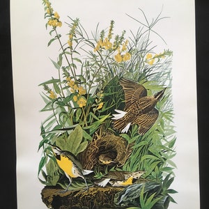 Four &quot;Birds of America&quot;  Prints by John James Audubon