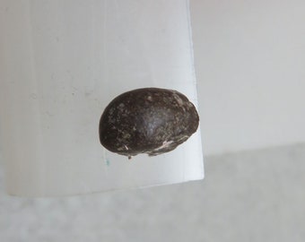May include: A dark brown, irregularly shaped stone with a slightly lighter brown patch on one side.