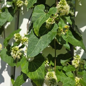 Set 2 White Climbing Milkweed Live Plants Honeyvine Milkweed Flower Vines Funastrum Clausum Plant 4-6 Inch Tall