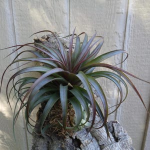 May include: A vibrant air plant with long, slender, green leaves and reddish-purple tips. The plant is mounted on a piece of textured, light brown bark. The leaves curve gracefully, creating an eye-catching display.