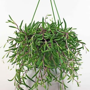 May include: A hanging basket with a lush, green plant. The plant has long, slender, green leaves with reddish-purple stems. The plant is in a gray pot and suspended by a green hanger. The background is a plain white.