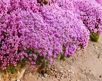 10.000 stuks kruipende tijmzaden voor het planten van tijm serpyllum