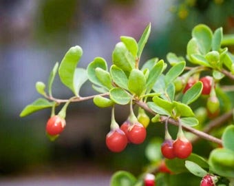 100粒 クコの実種子 クコの実 低木 園芸植物 非遺伝子組み換え