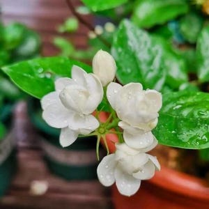 Peut inclure: Gros plan sur des fleurs de jasmin blanches avec des gouttelettes d'eau, entourées de feuilles vertes vibrantes. Les fleurs sont en pleine floraison, présentant des pétales délicats et une esthétique fraîche et naturelle. L'image capture la beauté de la plante.