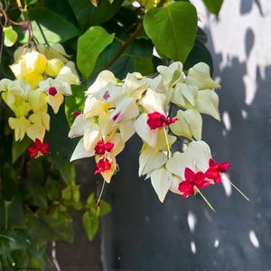 Pode incluir: Close-up de uma planta florida com pétalas brancas em forma de coração e detalhes vermelhos vibrantes. As flores pendem em cachos, com folhas verdes ao fundo. A planta está em plena floração, mostrando sua delicada beleza.