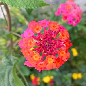 May include: Close-up of a vibrant Lantana flower with a central cluster of small, purple florets surrounded by rings of orange and pink petals. Green leaves and stems provide a natural backdrop, with hints of yellow flowers in the blurred background.