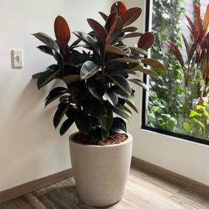 May include: A large rubber plant in a light gray textured pot. The plant has dark green leaves with reddish-brown new growth. The pot is placed in the corner of a room with a window in the background.