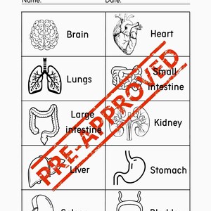 Human Body Internal Organs Activity Pack | Printable Science Worksheets ...