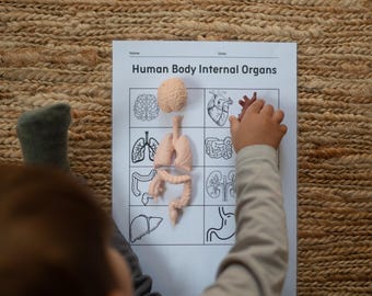 Human Body Internal Organs Activity Pack | Printable Science Worksheets & Poster