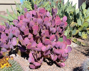 Purple prickly pear