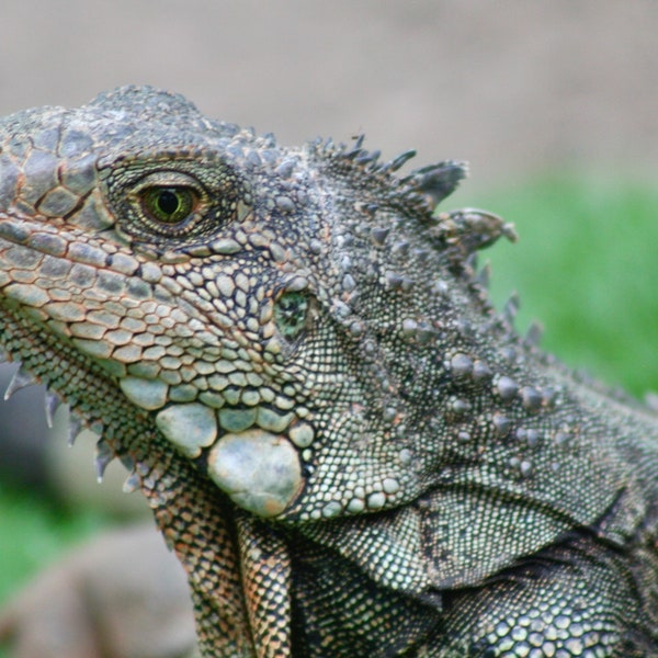 Tree iguana: 5 x 7 photograph CHARITY DONATION