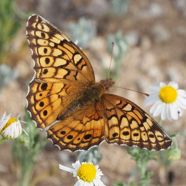 Variegated fritillary butterfly: 5 x 7 photograph, charity donation