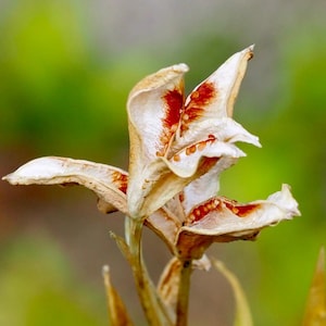 Iris Seed Pod: 5 X 7 Inch Photograph, CHARITY DONATION - Etsy