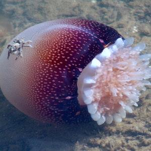 Symbiosis - cannonball jellyfish with spider crab, 5 x 7 inch photograph: CHARITY DONATION