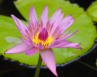 Water lily 3: 5 x 7 photograph CHARITY DONATION