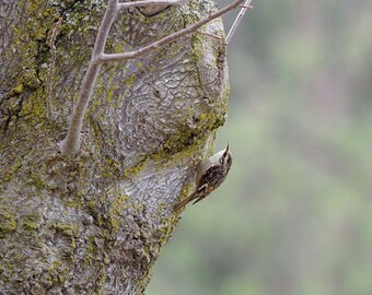 Brown creeper on a tree trunk: 5 x 7 photograph, charity donation