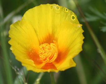 Yellow California poppy: 8 x 10 photograph, charity donation