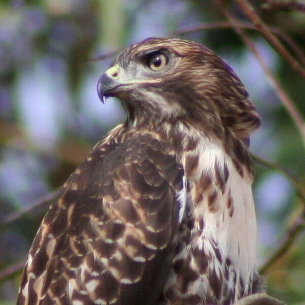 Juvenile red-tailed hawk 1: 8 x 10 & 5 x 7 photographs CHARITY DONATION