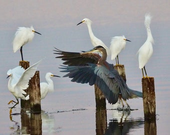 Grand entrance - snowy egrets & great blue heron, 8 x 10 inch photograph: CHARITY DONATION