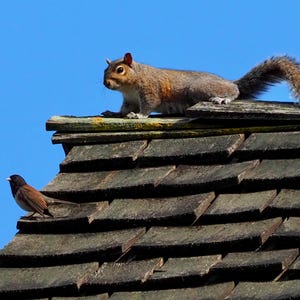 May include: A gray squirrel with a bushy tail stands on a weathered, dark brown shingled roof. A small brown bird with a black head perches on the roof below the squirrel. The background is a clear, bright blue sky.