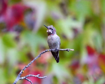 Anna's hummingbird 3: 5 x 7 photograph, charity donation