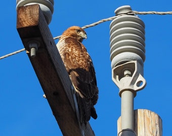 Juvenile red-tailed hawk 3: 5 x 7 photograph, charity donation