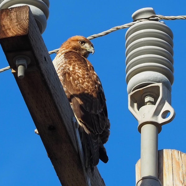 Juvenile red-tailed hawk 3: 5 x 7 photograph, charity donation