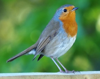 European robin 2: VERTICAL 5 x 7 inch photograph, CHARITY DONATION