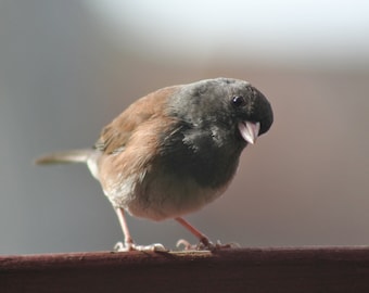 Mama bird, dark-eyed junco: 5 x 7 photograph, charity donation