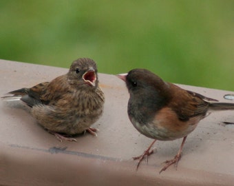 Mama & baby dark-eyed juncos: 5 x 7 inch photograph, CHARITY DONATION