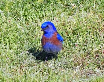 Western bluebird male 2: 5 x 7 photograph, charity donation