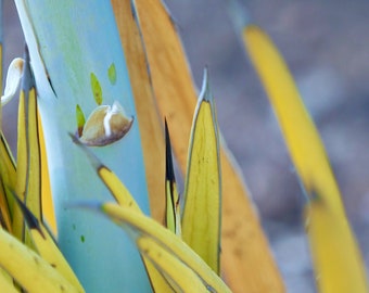 Abstract succulent plant 2: 5 x 7 photograph CHARITY DONATION