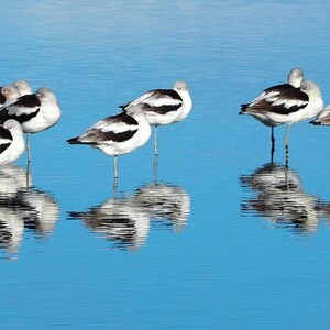 Tranquility - American avocets: 5 x 7 inch photograph CHARITY DONATION