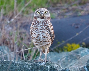 Burrowing owl 1: 8 x 10 or 5 x 7 photograph CHARITY DONATION