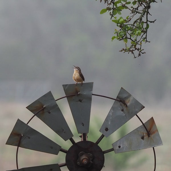 Carolina wren: 5 x 7 photograph, charity donation