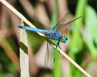 Blue dasher dragonfly: 8 x 10 inch photograph, CHARITY DONATION