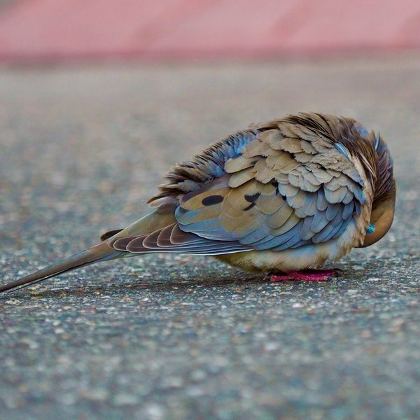 Mourning dove: 8 x 10 photograph CHARITY DONATION