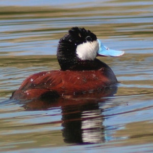 Ruddy duck, male: 5 x 7 inch photograph CHARITY DONATION