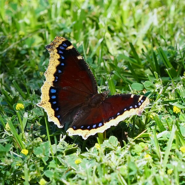 Mourning cloak butterfly: 5 x 7 photograph, charity donation