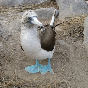 Blue-footed booby female in Galapagos 2: 8x10 or 5 x 7 inch photograph CHARITY DONATION