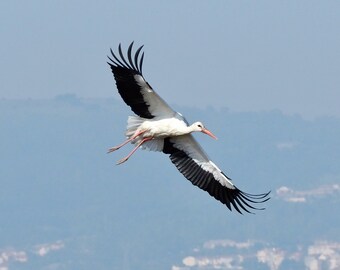 White stork, Portugal: 5 x 7 photograph, charity donation