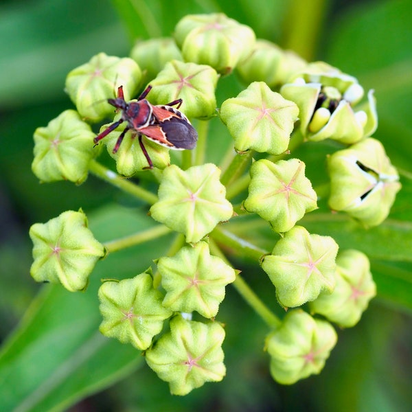 Assassin bug on antelope horns milkweed: 5 x 7 photograph, charity donation