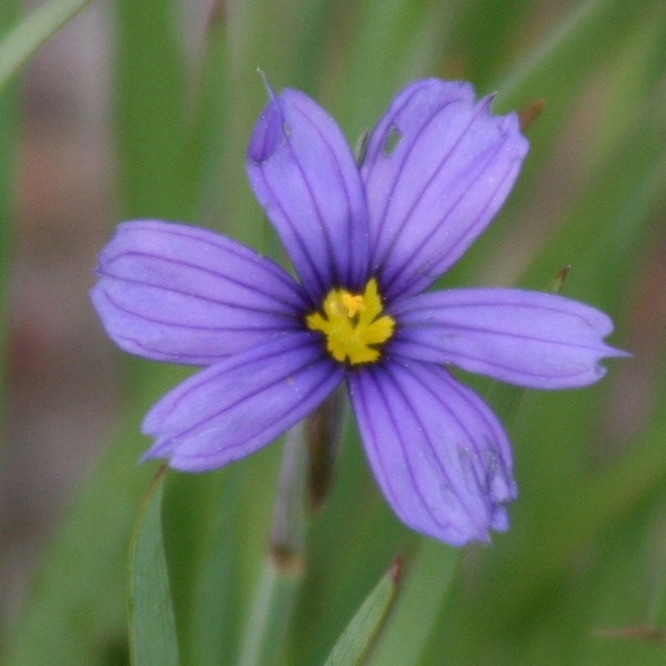 Blue-eyed grass flower: 5 x 7 photograph CHARITY DONATION