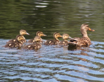 Duck family: 5 x 7 photograph, charity donation