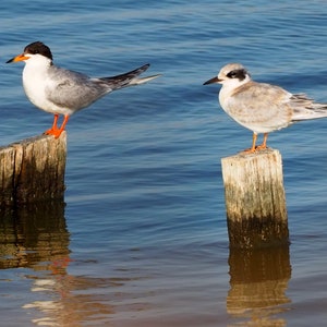 Forster&#39;s terns: 5 x 7 inch photograph CHARITY DONATION