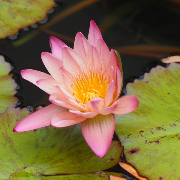 Water lily 1: 8 x 10 or 5 x 7 photograph CHARITY DONATION