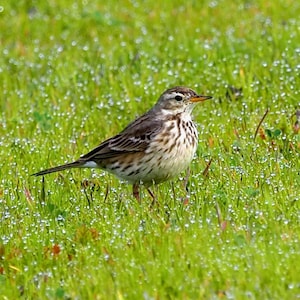 May include: A small brown and white bird with a long, thin beak stands in a field of green grass covered in dew drops.