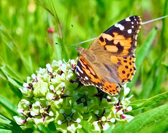Painted lady butterfly: 5 x 7 photograph, charity donation