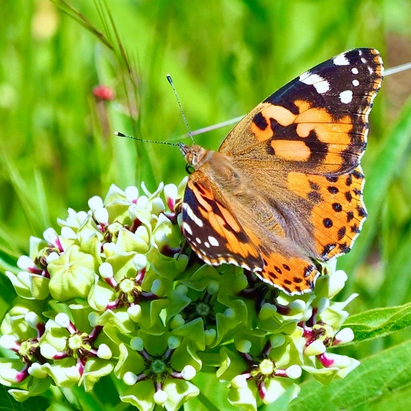 Painted lady butterfly: 5 x 7 photograph, charity donation