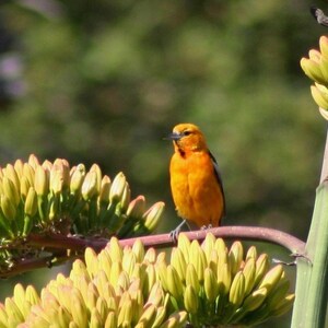 Hooded oriole 2: 5 x 7 inch photograph CHARITY DONATION